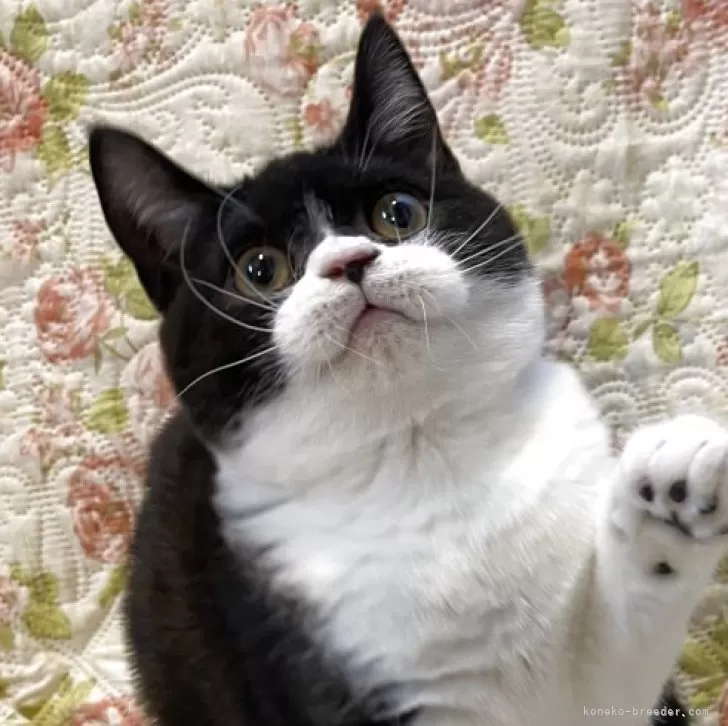 ブリティッシュショートヘア【愛知県・男の子・2025年7月17日・ブラックアンドホワイト】の写真1「珍しいブラックアンドホワイトのオレオ君🍪（去勢済）ぷくぷくのマズルが可愛い💕」