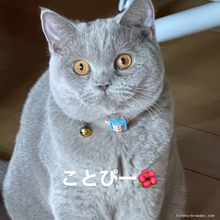 ブリティッシュショートヘア【愛知県・女の子・2024年7月25日・ライラック】の写真1「ムチムチボディのこっちゃん」