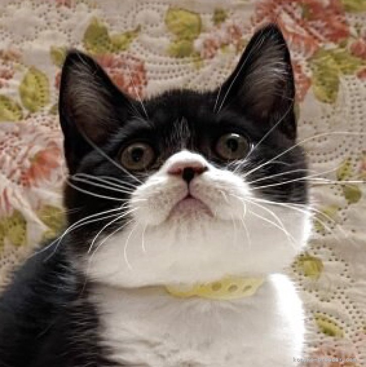 ブリーダー画像