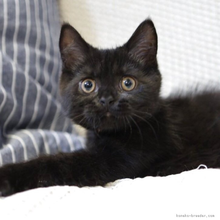 黒猫 ブリティッシュショートヘア【愛知県・男の子・2025年4月12日
