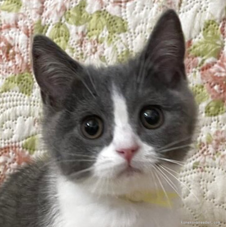 ブリーダー画像