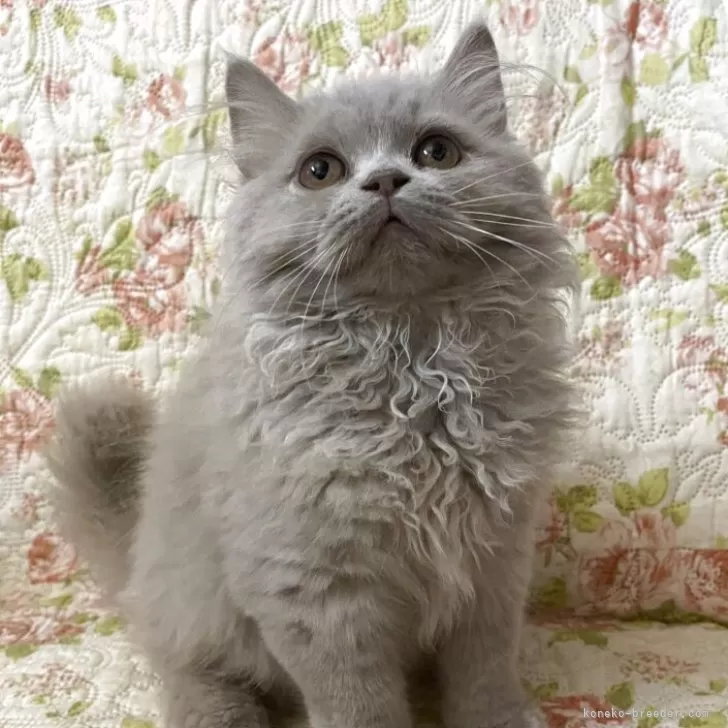 ID：2510-01030の子猫