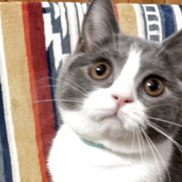 ブリティッシュショートヘア【愛知県・男の子・2025年7月11日・ブルーアンドホワイト】の写真「性格が良い子です🐈‍⬛去勢後引き渡し」