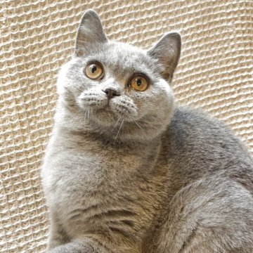 ブリティッシュショートヘア【愛知県・男の子・2025年6月10日・ブルー】の写真「ブルーの美しい、タイプが良い穏やかな子💕去勢済み」