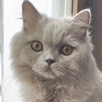 ブリティッシュロングヘア【愛知県・男の子・2025年4月15日・ライラック(ロングヘア)】の写真「手入れがしやすいミディアムコート。去勢済み」