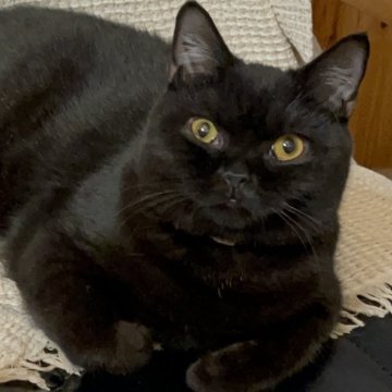 ブリティッシュショートヘア【愛知県・男の子・2025年3月31日・ブラック(ショートヘア)】の写真「初心者向け🔰人気の黒猫の男の子です！」