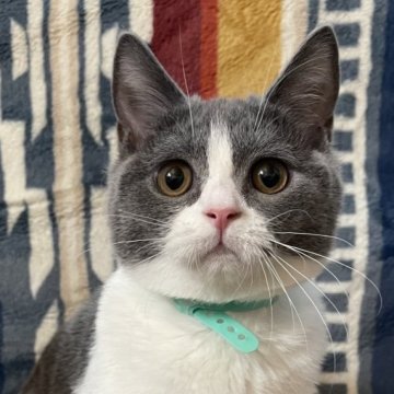 ブリティッシュショートヘア【愛知県・男の子・2025年7月11日・ブルーアンドホワイト】の写真「性格🙆‍♀️ハチワレのいづる君🐈去勢済」