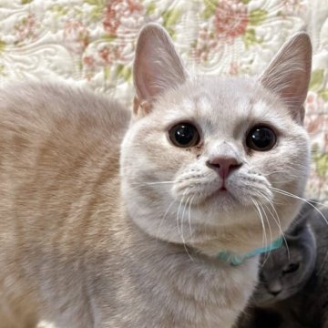 ブリティッシュショートヘア【愛知県・男の子・2025年6月27日・明るいクリーム】の写真「穏やかな性格の子🧶去勢済み」