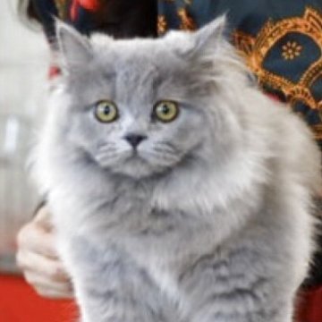 ブリティッシュロングヘア【愛知県・男の子・2025年6月18日・ブルー】の写真「甘えん坊の男の子　去勢後引き渡し」