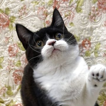 ブリティッシュショートヘア【愛知県・男の子・2025年7月17日・ブラックアンドホワイト】の写真「おしゃれcolorのオレオ君🍪去勢後に引き渡し。」