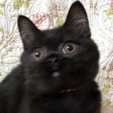 ブリティッシュショートヘア【愛知県・男の子・2025年6月10日・ブラック】の写真「黒猫好きさん　集まれー！去勢後引き渡し」