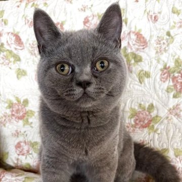 ブリティッシュショートヘア【愛知県・男の子・2025年4月12日・ブルー（ブルー）】の写真「去勢済　🙂‍↕️目が大きなエキゾ顔の男の子😃」