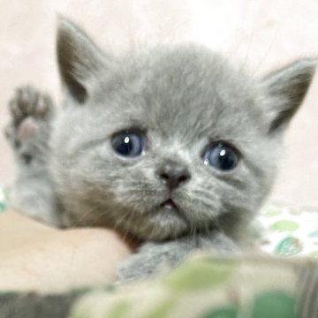 ブリティッシュショートヘア【愛知県・男の子・2025年4月12日・ブルー（ブルー）】の写真「ヨチヨチ歩きが可愛い」