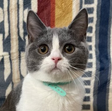 ブリティッシュショートヘア【愛知県・男の子・2025年7月11日・ブルーアンドホワイト】の写真「性格が良い子『いづる君』です🐈‍⬛去勢後引き渡し」