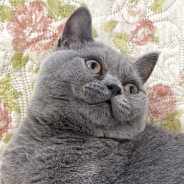 ブリティッシュショートヘア【愛知県・男の子・2025年4月12日・ブルー（ブルー）】の写真「去勢済🙂‍↕️甘えん坊の穏やかな男の子😃」