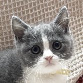 ブリティッシュショートヘア