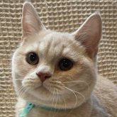 ブリティッシュショートヘア