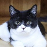 ブリティッシュショートヘア