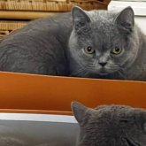 ブリティッシュショートヘア