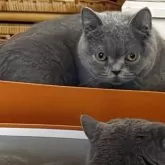 ブリティッシュショートヘア