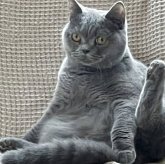 ブリティッシュロングヘア