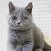 ブリティッシュショートヘア