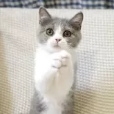 ブリティッシュロングヘア