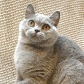 ブリティッシュショートヘア