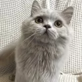 ブリティッシュロングヘア