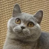 ブリティッシュショートヘア