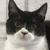 ブリティッシュショートヘア