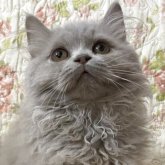 ブリティッシュロングヘア