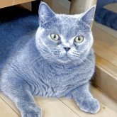ブリティッシュショートヘア