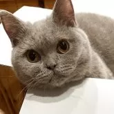 ブリティッシュショートヘア