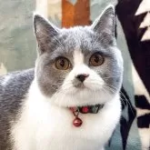 ブリティッシュショートヘア