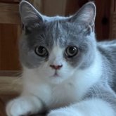 ブリティッシュショートヘア