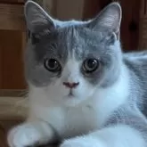 ブリティッシュショートヘア