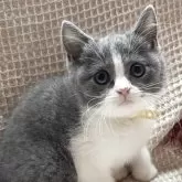 ブリティッシュショートヘア