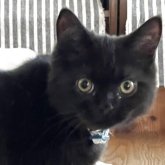 ブリティッシュショートヘア