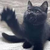 ブリティッシュショートヘア
