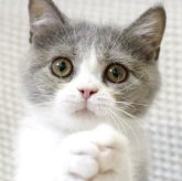 ブリティッシュロングヘア