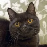 ブリティッシュショートヘア