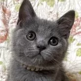 ブリティッシュショートヘア