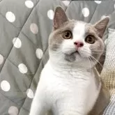 ブリティッシュショートヘア