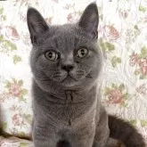 ブリティッシュショートヘア