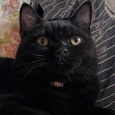 ブリティッシュショートヘア