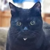 ブリティッシュショートヘア