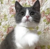 ブリティッシュショートヘア