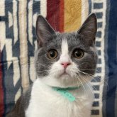 ブリティッシュショートヘア