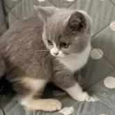 ブリティッシュショートヘア【愛知県・男の子・2025年7月16日・ライラックアンドホワイト】の写真3「柄も綺麗です🤩」